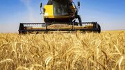 پیش بینی برداشت یک میلیون و ۵۰۰ هزار تن گندم در کردستان