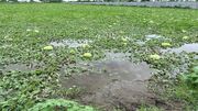 خسارت بارش شدید باران به باغات هندوانه لاهیجان