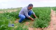 برداشت سبزی از مزارع شهرستان اراک