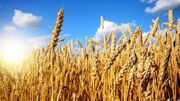 افزایش خرید تضمینی گندم در آذربایجان شرقی
