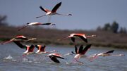 تابستان گذرانی ۴۰ گونه پرنده در تالاب گندمان
تابستان گذرانی ۴۰ گونه پرنده در تالاب گندمان