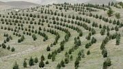 کاشت ۵۰ هزار اصله درخت در بوستان چیتگر تا پایان سال
کاشت ۵۰ هزار اصله درخت در بوستان چیتگر تا پایان سال