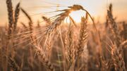 افزایش ۲۰ درصدی تولید گندم در چهارمحال و بختیاری
افزایش ۲۰ درصدی تولید گندم در چهارمحال و بختیاری
