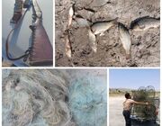 کشف سلاح و لاشه شکار غیر مجاز در شهرستان شیراز
کشف سلاح و لاشه شکار غیر مجاز در شهرستان شیراز