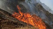 ۵۰ درصد جنگل‌های خائیز زاگرس در آتش سوختند
۵۰ درصد جنگل‌های خائیز زاگرس در آتش سوختند