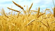 افزایش ۹ درصدی خرید تضمینی گندم در آذربایجان شرقی
افزایش ۹ درصدی خرید تضمینی گندم در آذربایجان شرقی