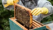 گلایه زنبورداران از افزایش نرخ شکر
گلایه زنبورداران از افزایش نرخ شکر