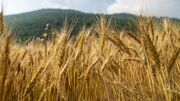 تولید ۵۵۰ هزار تن گندم در زنجان برآورد شد
تولید ۵۵۰ هزار تن گندم در زنجان برآورد شد