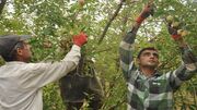 تولید ۲۳ هزار تن انواع میوه در ایلام در سال زراعی جاری
تولید ۲۳ هزار تن انواع میوه در ایلام در سال زراعی جاری