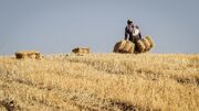 افزایش دو برابری تولید گندم در آشتیان
افزایش دو برابری تولید گندم در آشتیان