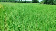 نمایی از مزارع برنج در روستای حاجی‌کلا + فیلم و تصاویر
نمایی از مزارع برنج در روستای حاجی‌کلا + فیلم و تصاویر