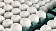 تولید بیش از ۳۲ هزار تن تخم مرغ در استان قزوین
تولید بیش از ۳۲ هزار تن تخم مرغ در استان قزوین
