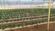 ۵۰ هکتار گلخانه جدید در سیب و سوران در دست ساخت است
۵۰ هکتار گلخانه جدید در سیب و سوران در دست ساخت است
