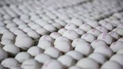 ۱۰۷ هزارتن تخم مرغ در تیرماه تولید شد
۱۰۷ هزارتن تخم مرغ در تیرماه تولید شد