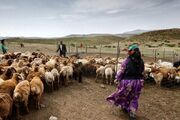 کاهش فروش دام مولد از سوی عشایر استان اردبیل
کاهش فروش دام مولد از سوی عشایر استان اردبیل