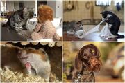 فینالیست‌‌های مسابقه عکاسی کمدی حیوانات ۲۰۲۴