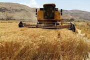 تاکنون فقط ۳۰ درصد مطالبات گندم‌کاران پرداخت شده است
