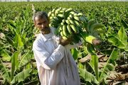 برداشت 72 هزار تن موز از باغ‌های سیستان و بلوچستان