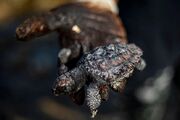 آلودگی‌های نفتی خلیج فارس در چارچوب کنوانسیون منطقه‌ای پیگیری می‌شود