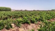 کشاورزان افغانستان زیر فشار بسته‌شدن مسیرهای صادراتی
