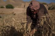 کشاورزی افغانستان در برابر خشکسالی؛ آیا می‌تواند برای بازگشت‌کنندگان شغل ایجاد کند؟