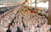 پشت پرده افزایش بی سابقه قیمت مرغ