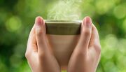 چگونه بهترین بهره را از چای سبز ببریم؟