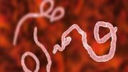 سویه جدید ابولا در غرب آفریقا؛ ویروسی کشنده با علائم شبه‌آنفلوآنزا
