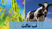 تب مالت، بیماری اندمیک برای ایران / ابتلای سالانه ۱۸تا ۲۰هزار نفر در کشور
