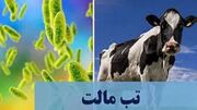 تب مالت؛ بیماری‌ مشترک بین انسان و حیوان/ بیشترین میزان بروز بیماری در ۵ استان