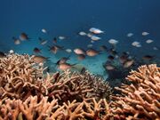 Australia’s Great Barrier Reef hit by mass coral bleaching