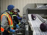 Canada’s temporary foreign worker scheme ‘inherently exploitative’: Amnesty