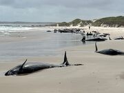 More than 150 false killer whales stranded on beach in Australia’s Tasmania