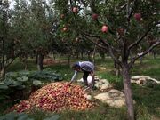 ‘Our lifeline’: Kashmiris protest farm land takeover for mega Modi projects