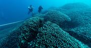 World’s largest coral discovered in Pacific near Solomon Islands