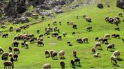 رویش نزدیک به ۹ هزار گونه گیاهی مرتعی در ایران
