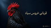 قربانی خروس سیاه؛ فواید، آداب و سفارش آنلاین