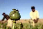 کشت تحقیقاتی برای تولید بذر بومی شقایق الیفرا در حال بررسی است