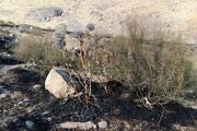 مهار آتش‌سوزی مراتع هامپوئیل مراغه با تلاش نیروهای امدادی