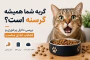 گربه شما همیشه گرسنه است؟ بررسی دلایل پرخوری و انتخاب غذای مناسب