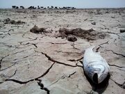 حبس پژوهش‌های دانشگاهی مرتبط با آب در بایگانی مجلات علمی/ خروجی رساله‌ها چه زمانی ارزش واقعی پیدا می‌کند؟