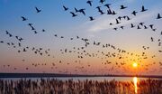 پرندگان چگونه راه سفر پاییزی خود را پیدا می‌کنند