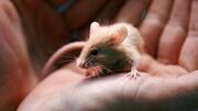 New Hampshire shelter faces enor-mouse problem after man surrenders nearly 1,000 rodents