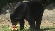 Rio's thirsty zoo animals get icy treats to cool down in Brazil’s stifling summer heat