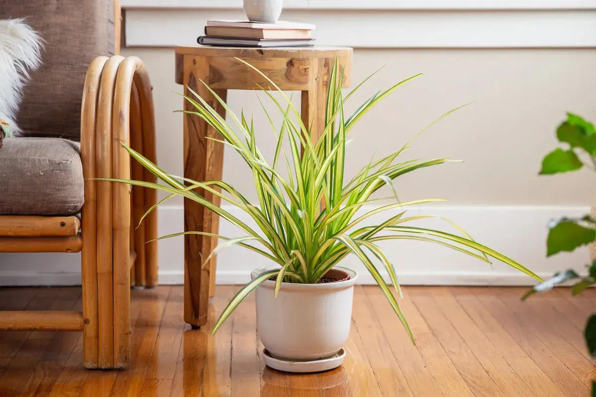 چرا گل پاندانوس رشد نمی کند؟ بررسی علل و راه حل ها