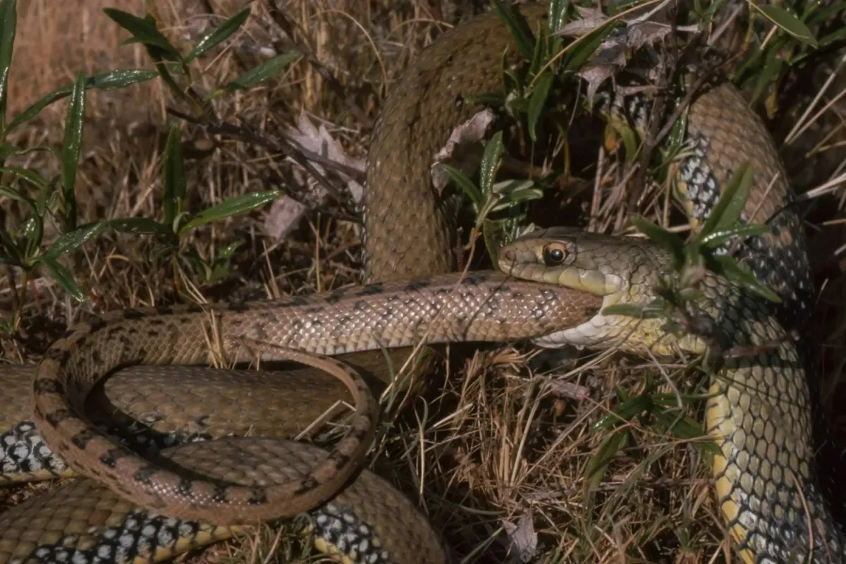 چرا مارها در طول تکامل بارها هم‌نوع‌خوار شده‌اند؟ دانشمندان پاسخ می‌دهند