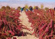 خطر نابودی درخت زرشک بی‌دانه/پسته جای «گنج طلایی طبیعت» می‌نشیند