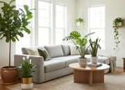 معرفی گیاهان مناسب اتاق پذیرایی و سالن نشیمن