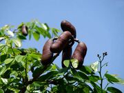 فواید باورنکردنی صمغ و پوست درخت جاتوبا برای سلامتی