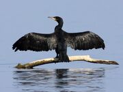 مرگ جمعی صدها باکلان(+عکس)